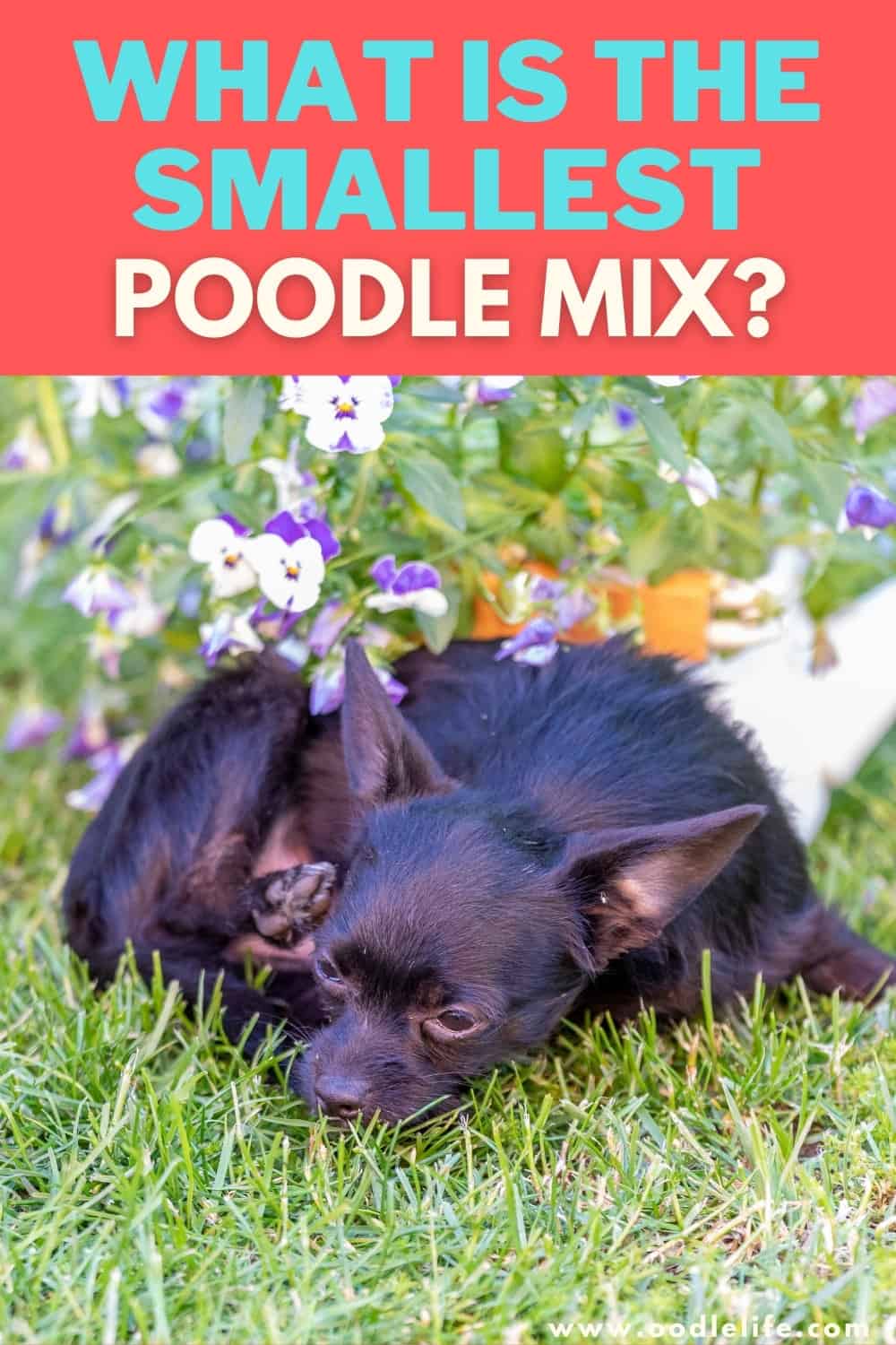 what-is-the-smallest-poodle-mix-5-smallest-photos-oodle-life