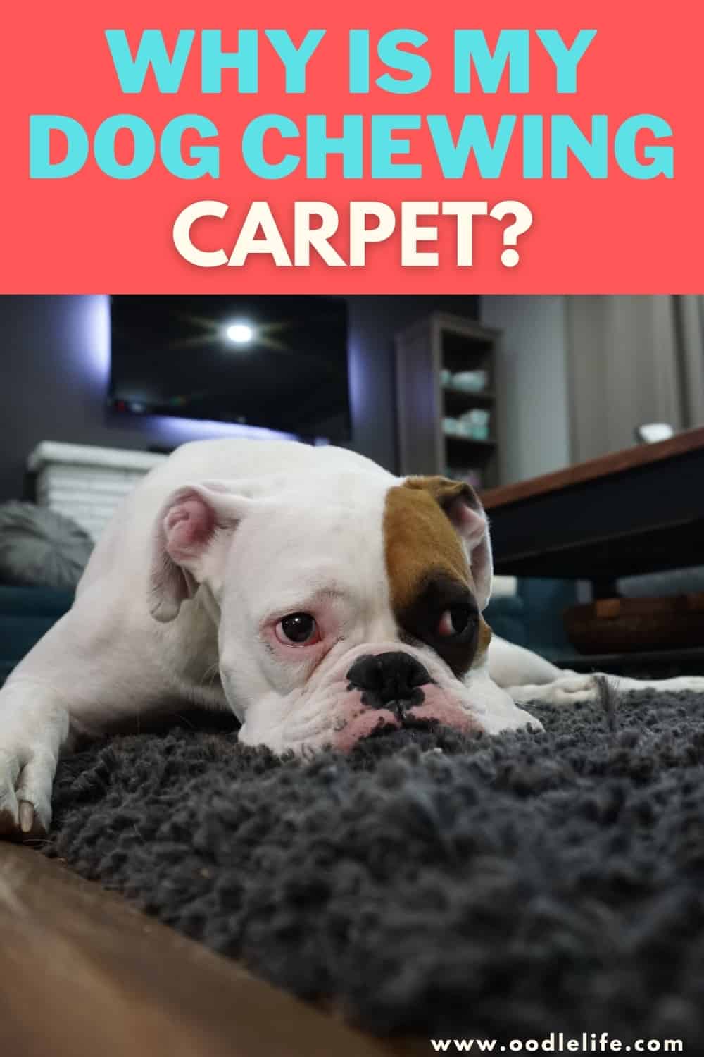 why-is-my-dog-chewing-carpet-how-to-stop-oodle-life