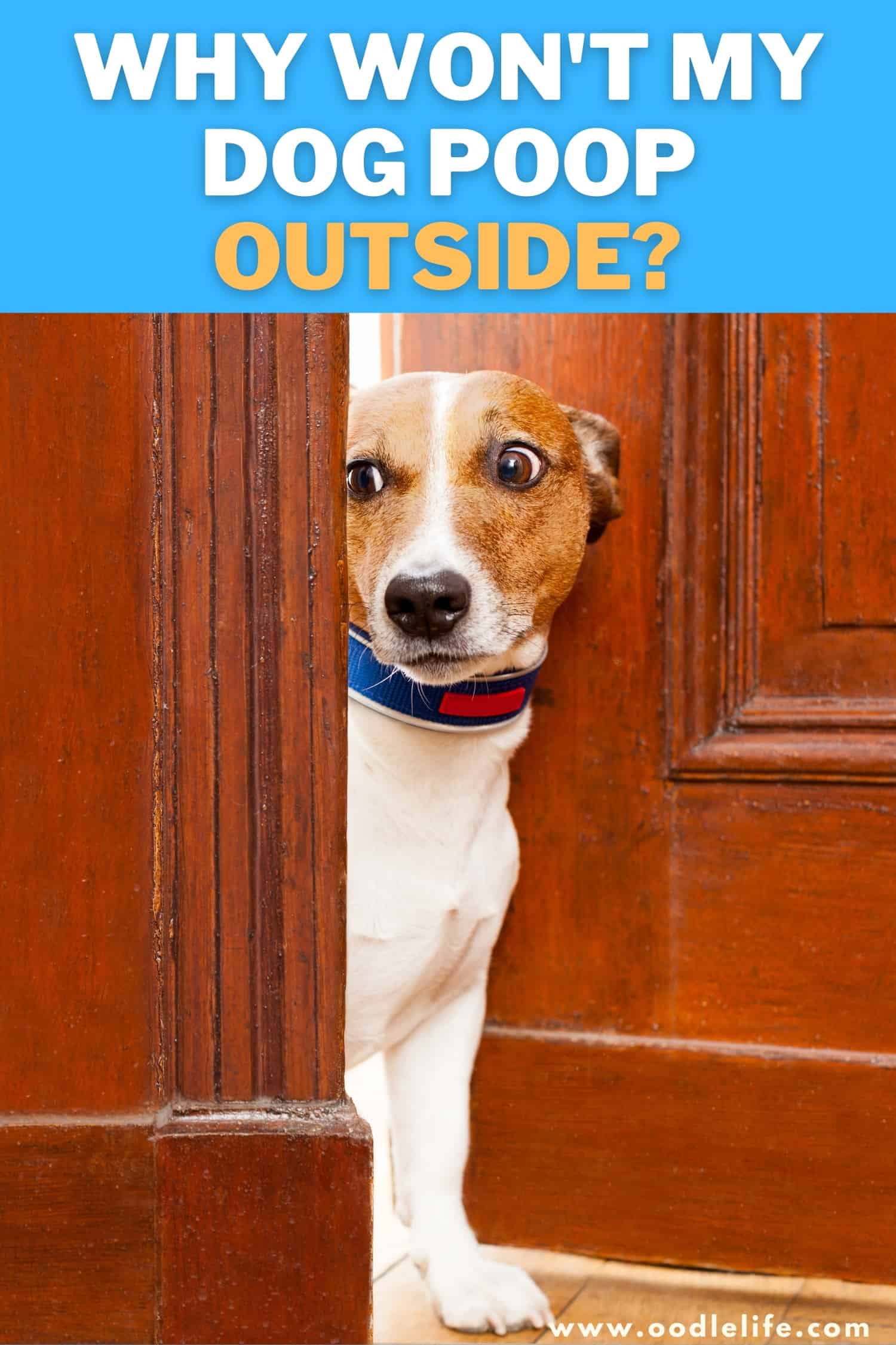 how-to-get-a-dog-to-poop-outside-article-insider