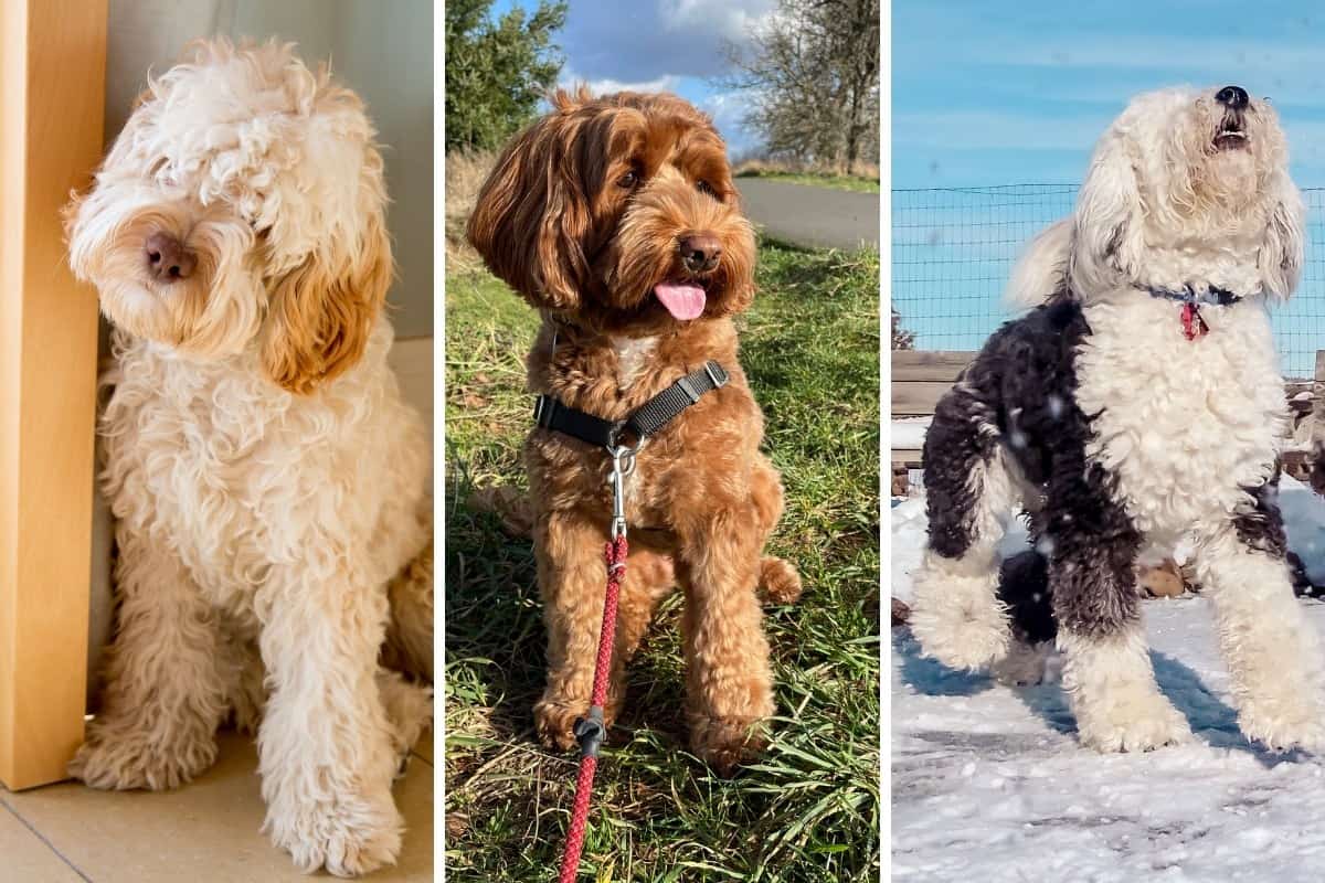 7 Calmest Doodle Breeds with Photos Oodle Life