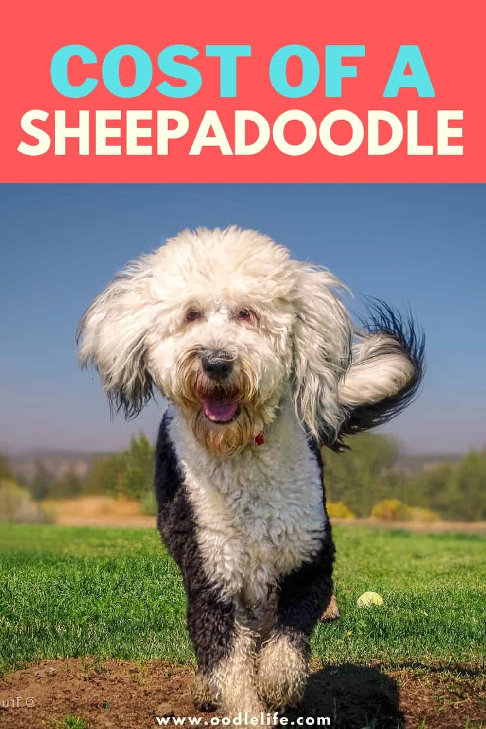 Cost Of A Sheepadoodle 2022 (Sheepadoodle Price Guide) - Oodle Life