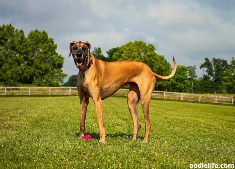 The Top 9 Scariest Dog Breeds (Scary!) With Photos - Oodle Life