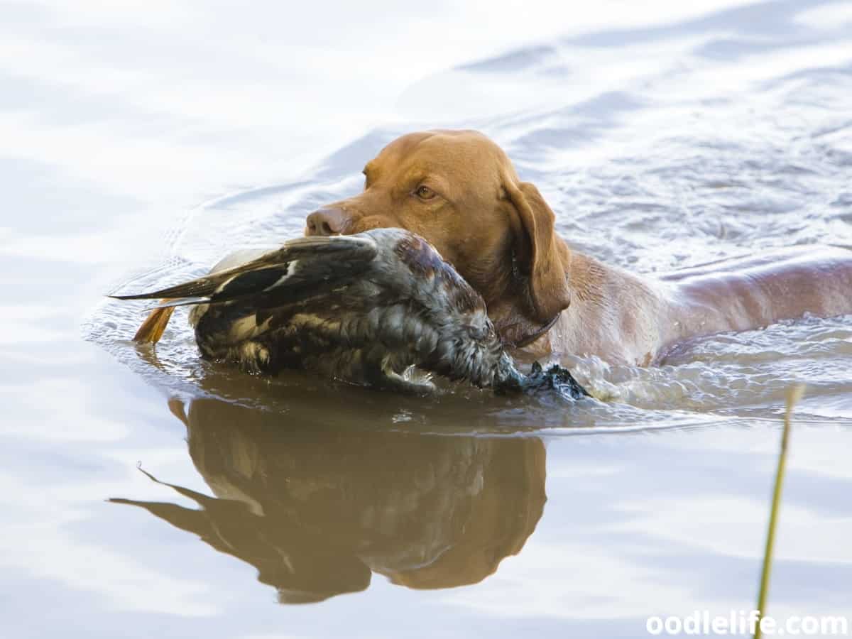 11 Best Breeds Of Duck Hunting Dogs (with Photos) - Oodle Life