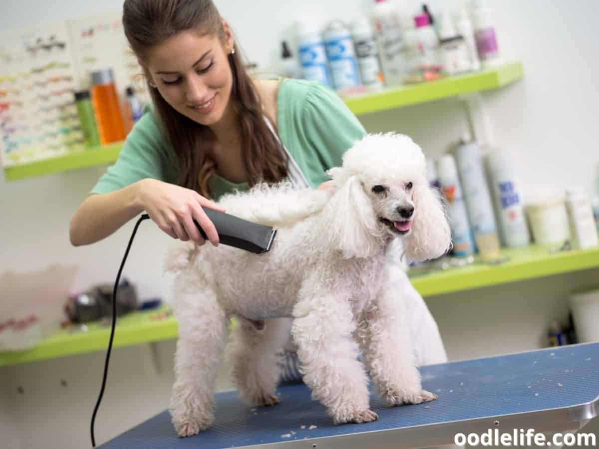 What Does A Poodle Look Like Without A Haircut? - Oodle Life