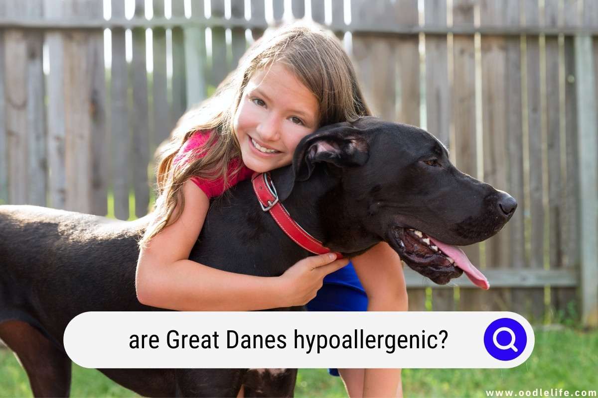 Are Great Danes Hypoallergenic OodleLife   Are Great Danes Hypoallergenic 