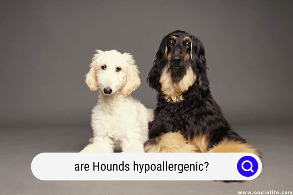 are hound hypoallergenic