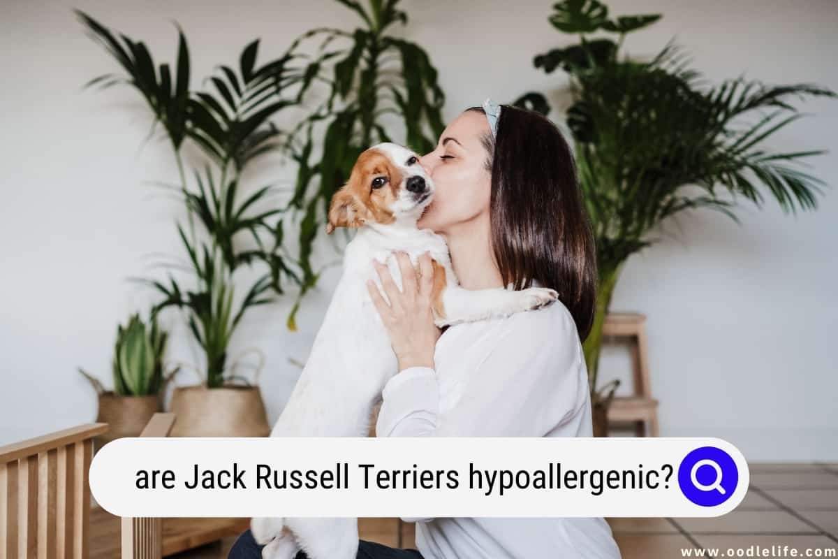 Jack store russell hypoallergenic