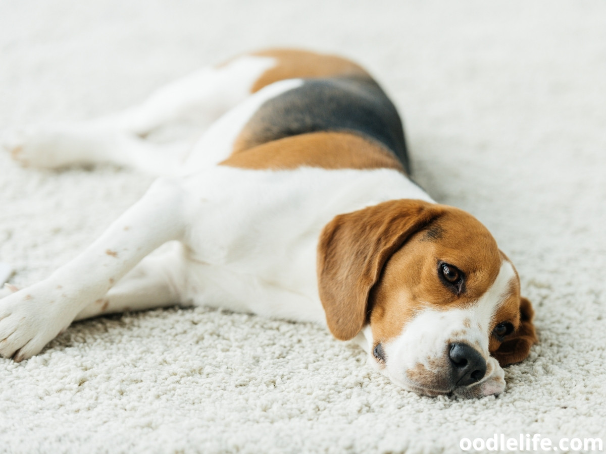 Why Dogs Rub Themselves On Carpet at Damon Addington blog