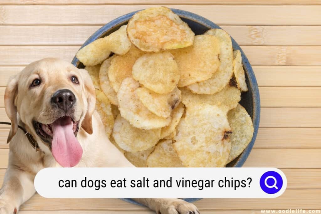 Can Dogs Eat Vinegar Pet Help Reviews UK