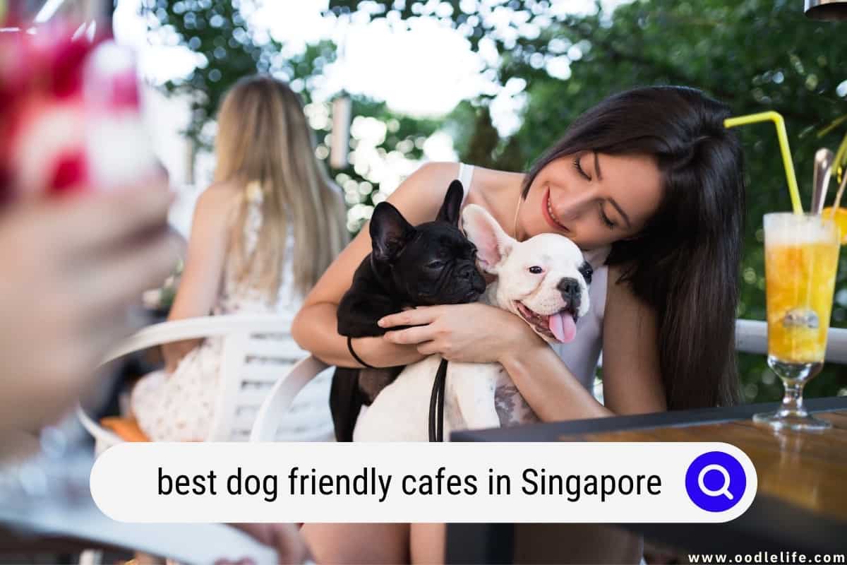 best-dog-friendly-cafes-in-singapore-2024-oodle-life