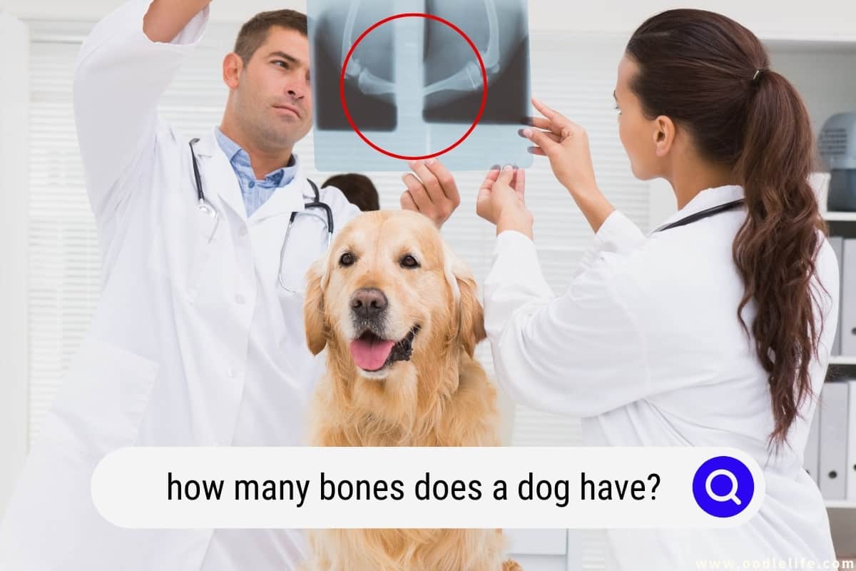 how-many-bones-does-a-dog-have-statistics-oodle-life