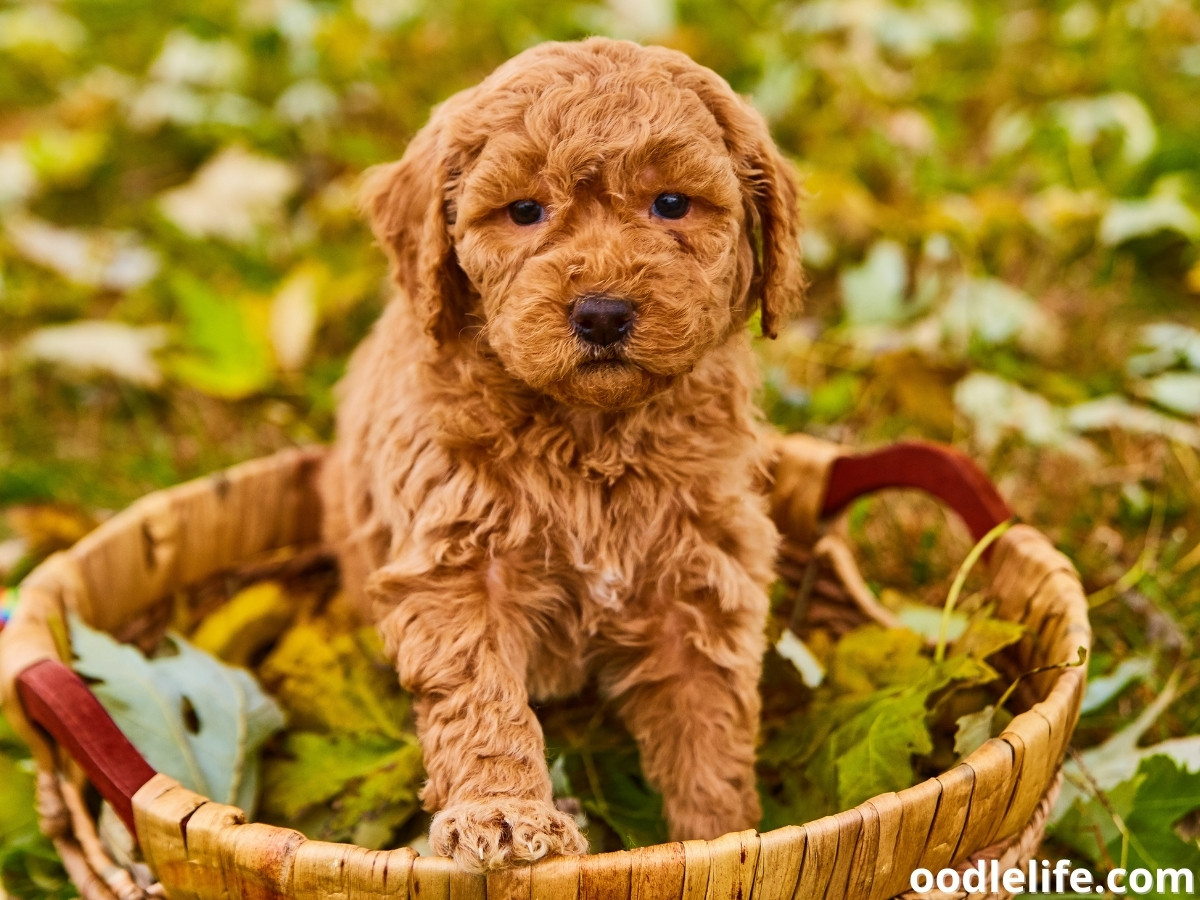 Fried Chicken Or Puppy? 5 Dog Breeds That Look Like Fried Chicken ...