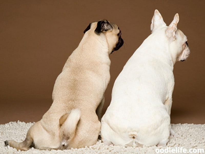 are french bulldogs similar to pugs