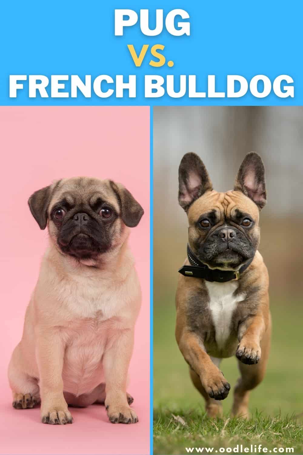 Pug Vs French Bulldog [Breed Comparison] Best For Your Family - Oodle Life