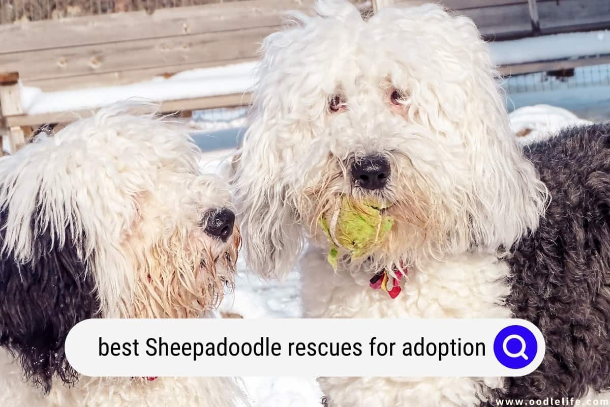 Sheepadoodle adoption store