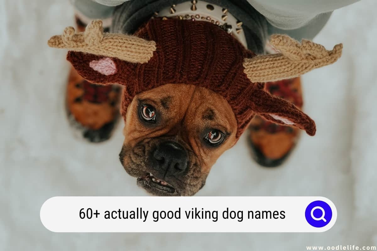 60 Actually Good Viking Dog Names Oodle Life