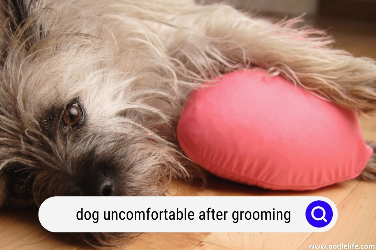 can i use antifungal cream on my dog