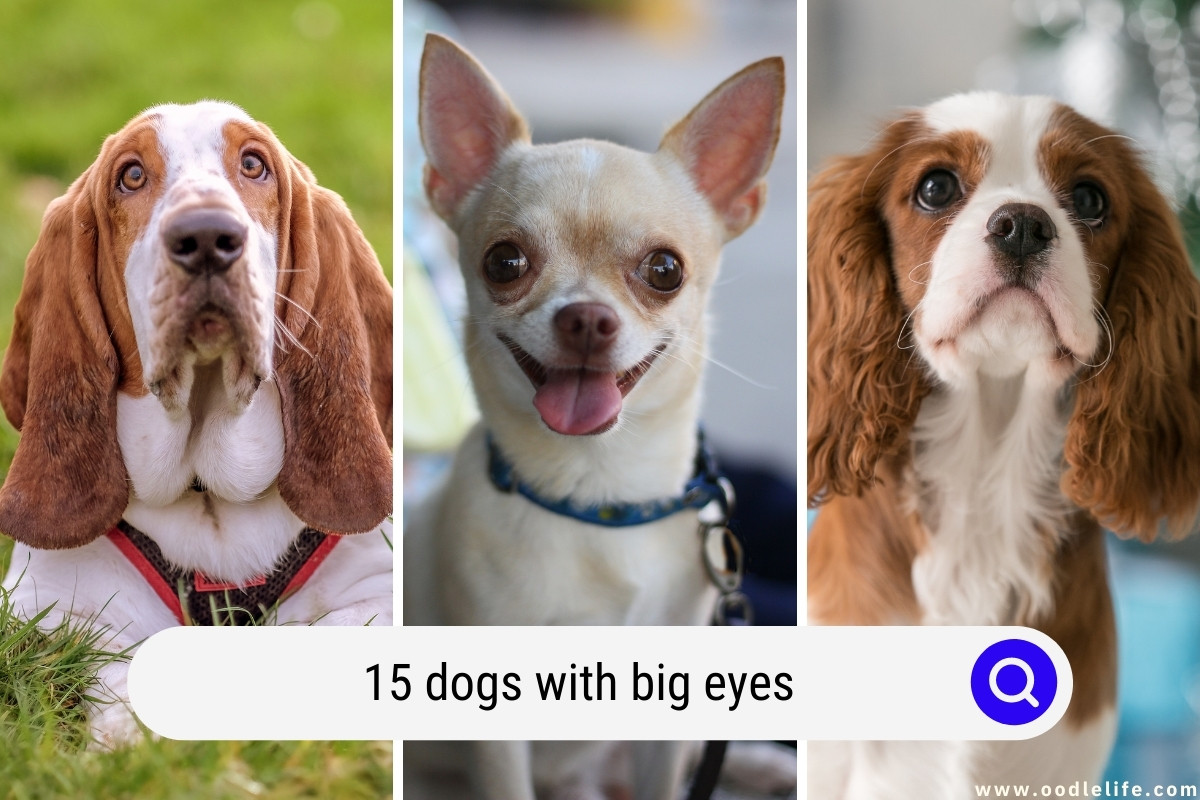 do beagles have good eyesight