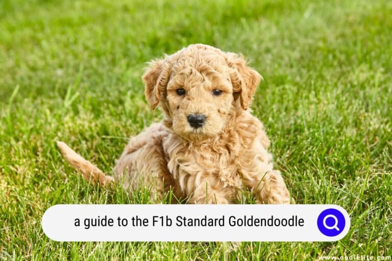 Can I Be Allergic To Goldendoodles? (Truth) - Oodle Life