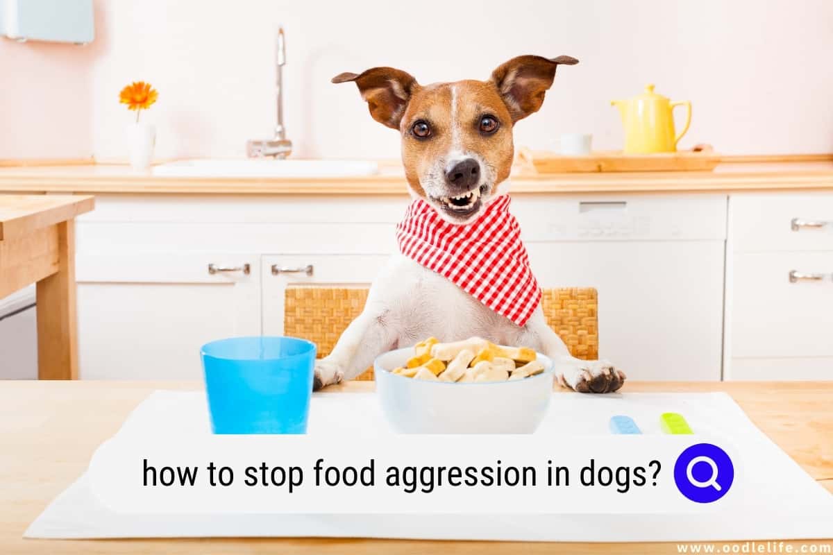 How To Stop Food Aggression In Dogs Smart Strategy Oodle Life