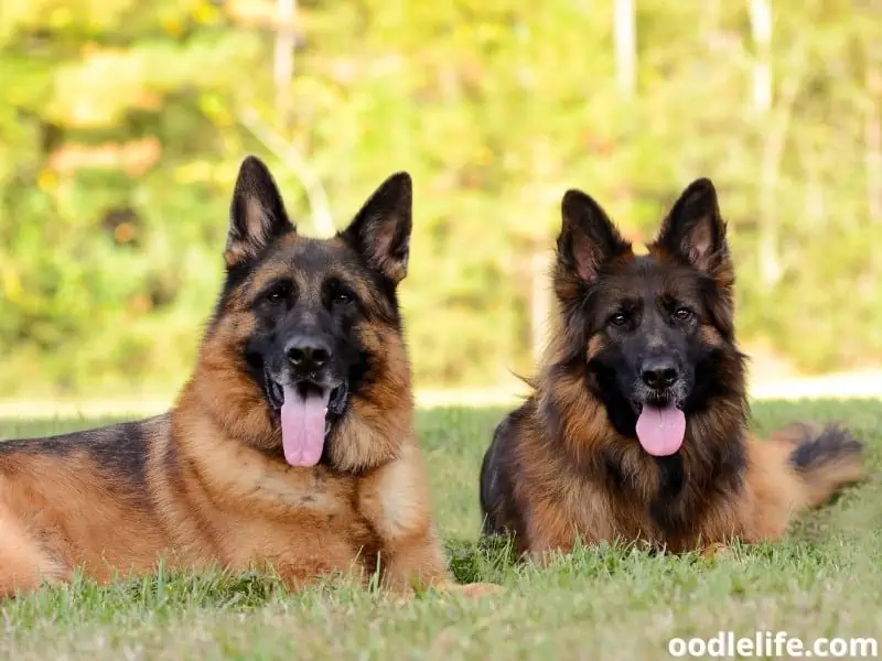 12 Types Of Shepherd Dog Breeds (with Pictures)