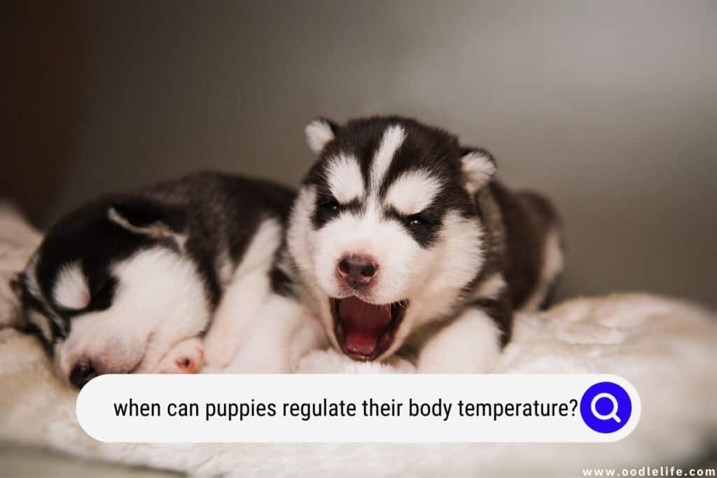 what can cause low body temperature in dogs