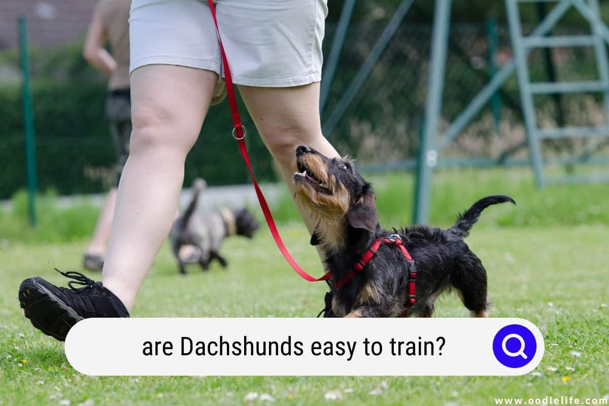 are wiener dogs easy to train