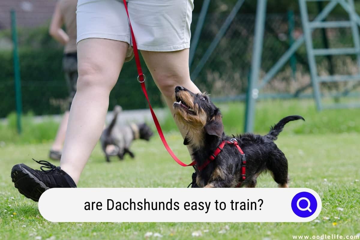 are miniature dachshunds easy to train