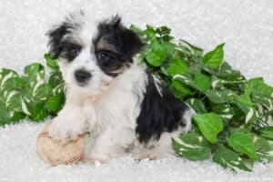 Maltipoo Yorkie Mix Information And Photos - Oodle Life