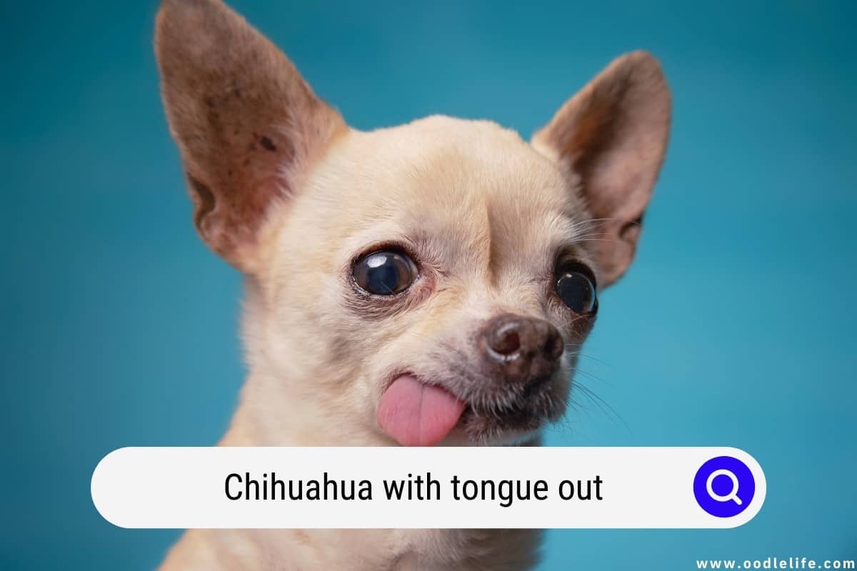 Chihuahua tongue