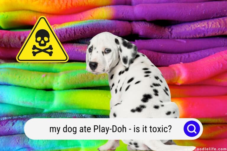 help-my-dog-ate-play-doh-is-it-toxic-oodle-life