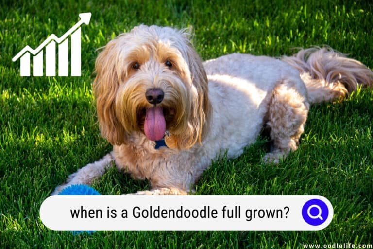 What Is A F1bb Goldendoodle? (Guide With Photos) - Oodle Life