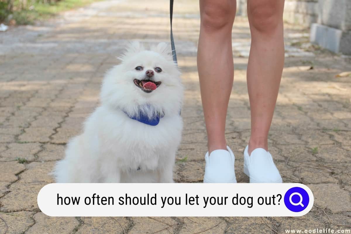 How Often Should You Let Your Dog Out Oodle Life