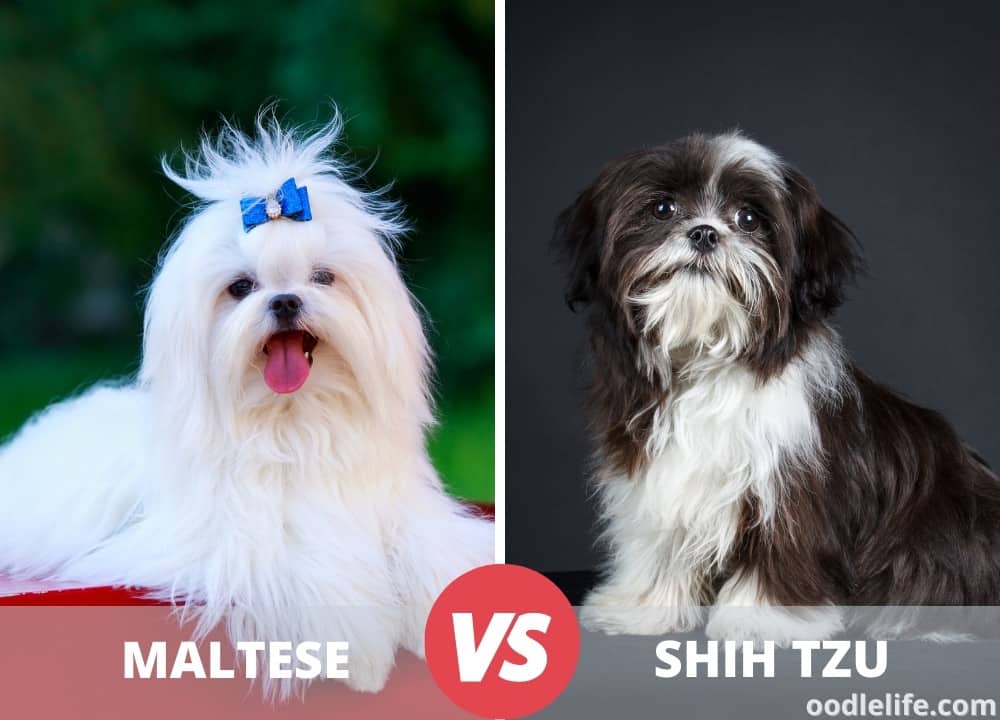 which is better maltese or shih tzu
