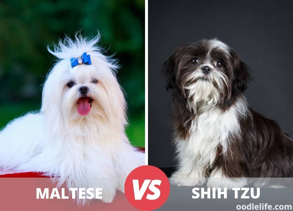 Maltese Vs Shih Tzu — Dog Breed Comparison (Photos!) Oodle Life