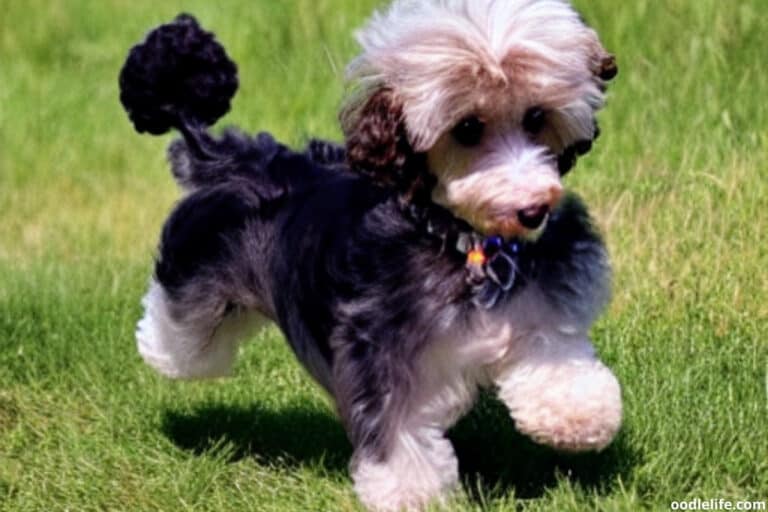 Maltipoo Yorkie Mix Information And Photos - Oodle Life