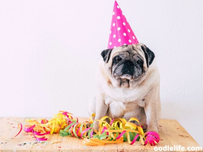 old Pug celebrates birthday