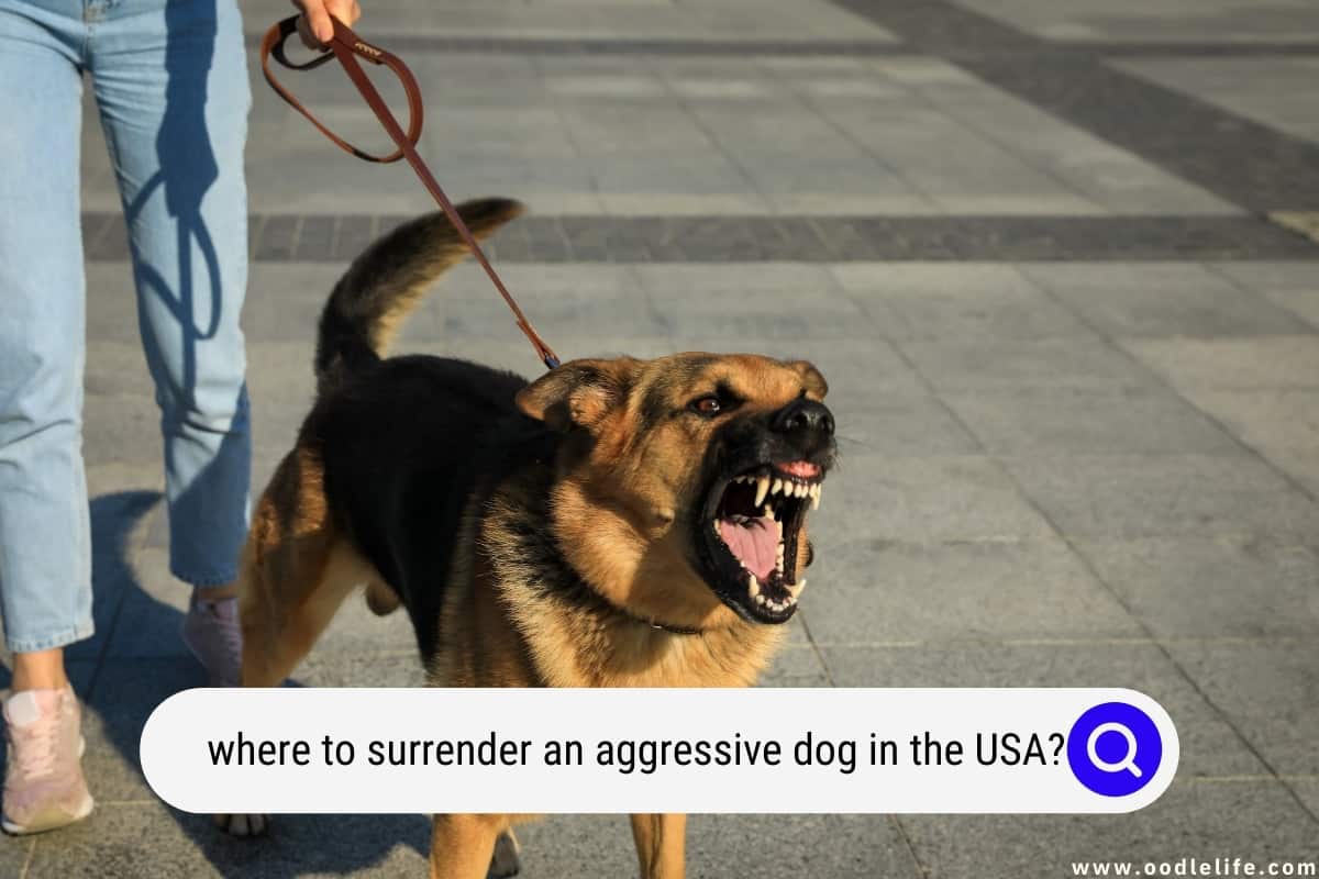 Where To Surrender An Aggressive Dog? (USA) - Oodle Life