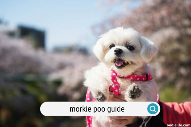 Maltipoo Yorkie Mix Information And Photos - Oodle Life