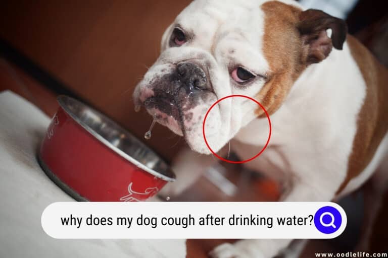 Why Does My Dog Cough After Drinking Water? (Dog Hacks) - Oodle Life