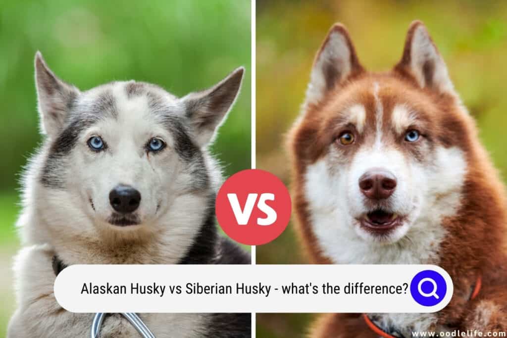 whats the difference between siberian and alaskan huskies