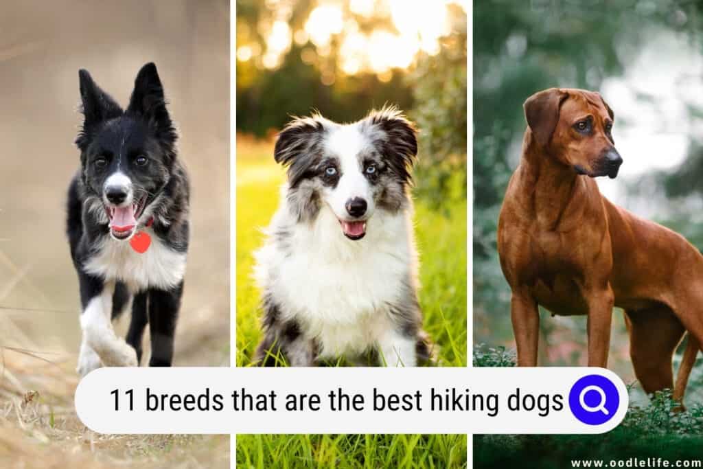 11 Breeds That Are The Best Hiking Dogs (with Pictures) - Oodle Life