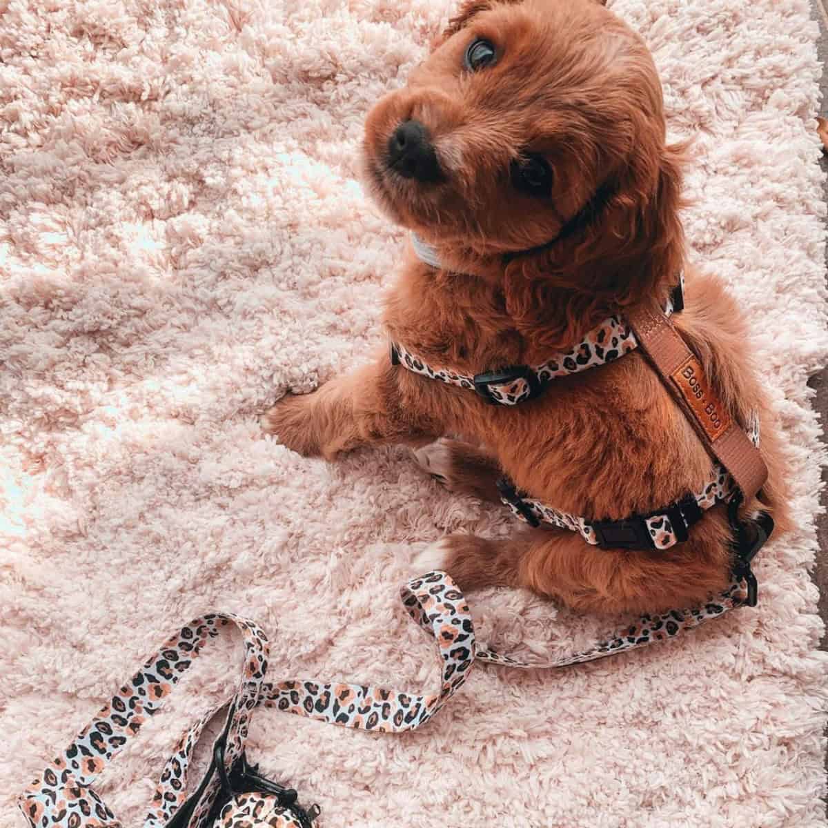 Cavapoo puppy walking to vet clinic