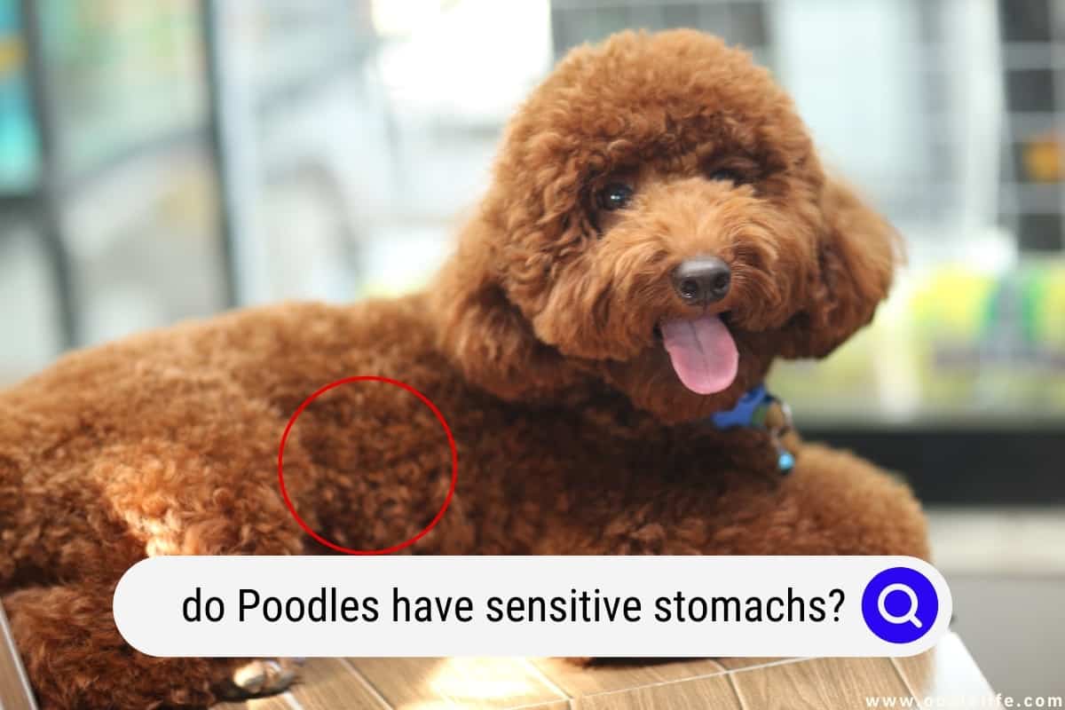 are poodles nasty dogs