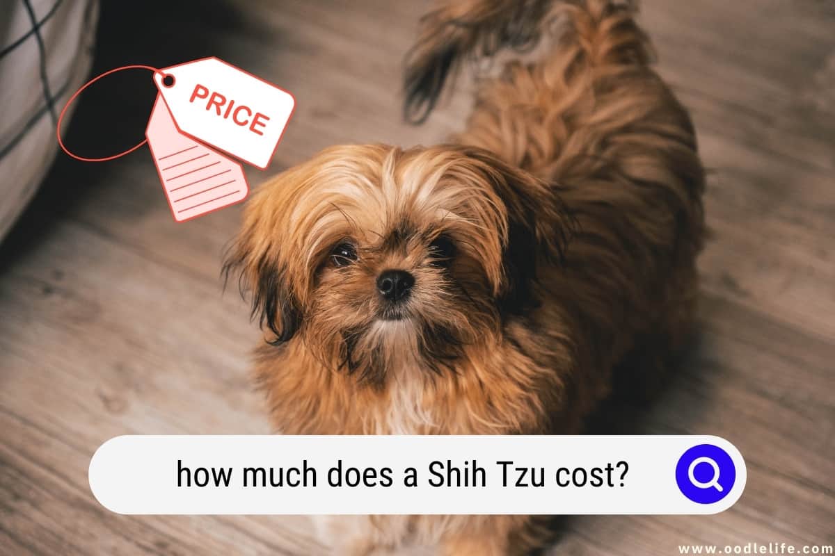 Huiswerk Snoep Azië How Much Does A Shih Tzu Cost? (2023) - Oodle Life