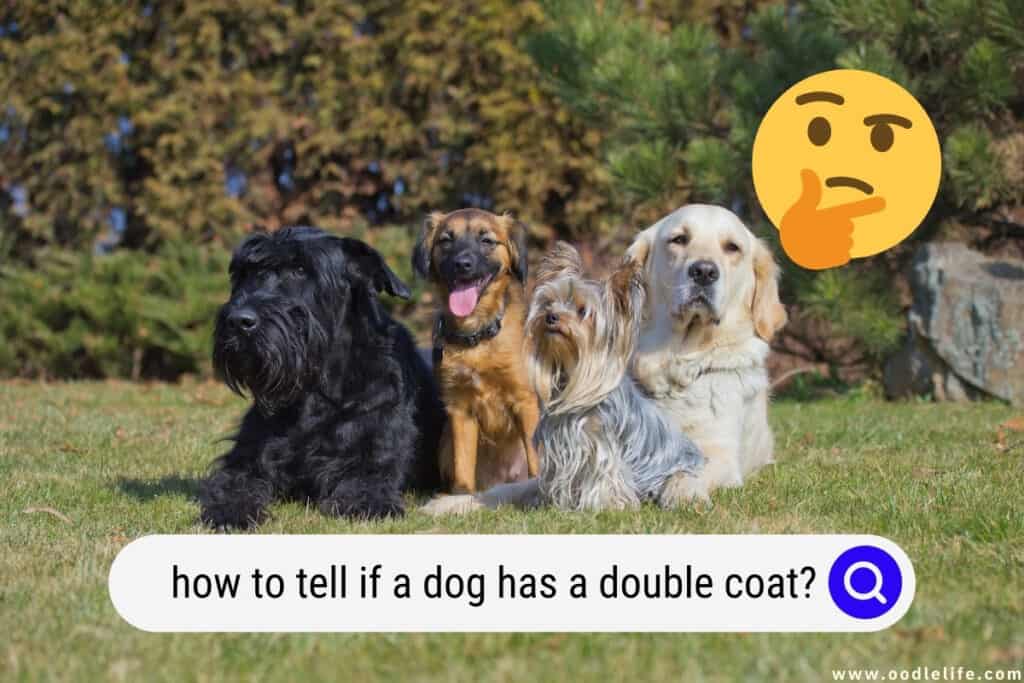 How To Tell If A Dog Has A Double Coat? Oodle Life