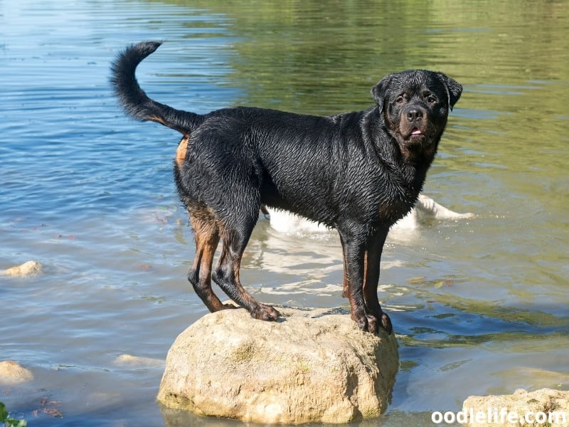 do rottweilers like water