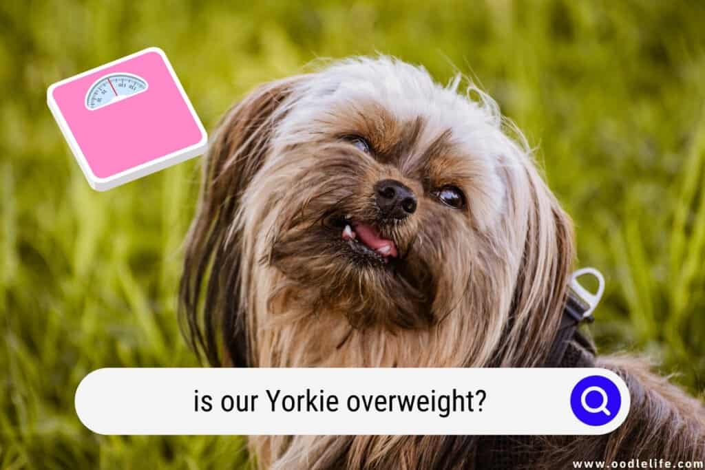 overweight yorkie diet