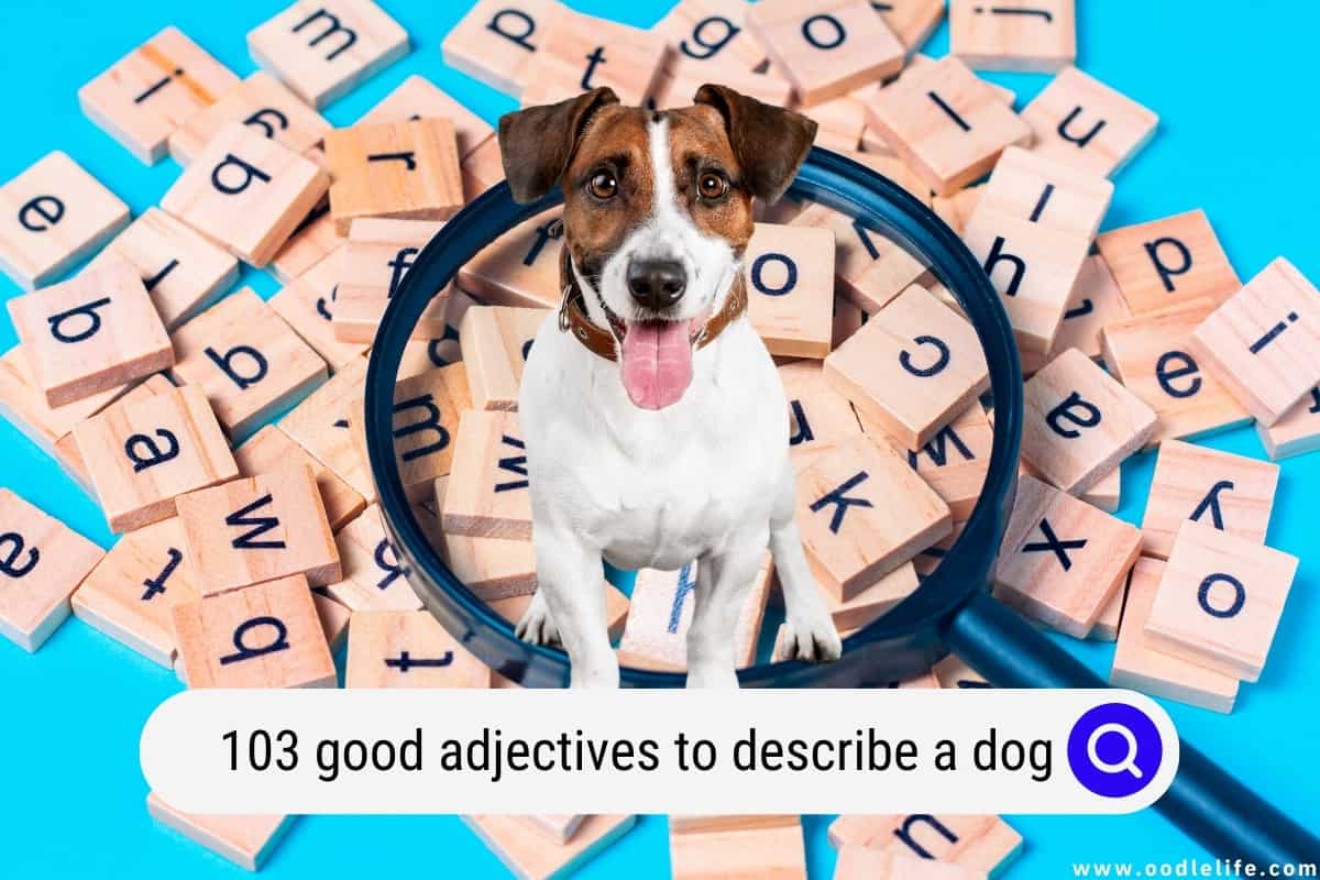103-good-adjectives-to-describe-a-dog-oodle-life