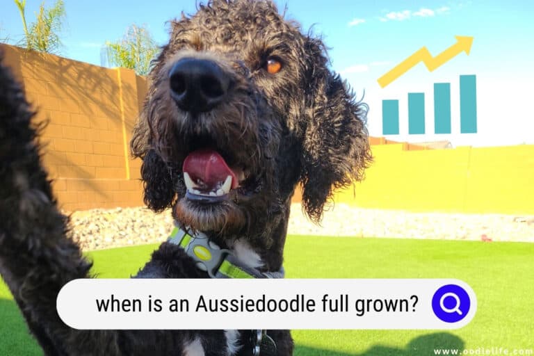 When Is An Aussiedoodle Full Grown Pictures Oodle Life   Aussiedoodle Full Grown 768x512 